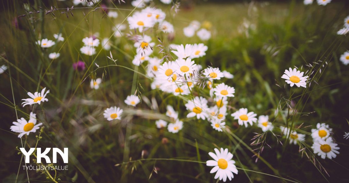 ty-llisyyspalvelut-kes-ll-poikkeuksia-aukioloissa-ja-palveluissa